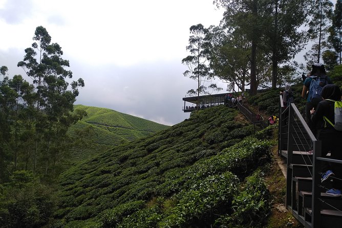 Amazing Cameron Highland Day Tour From Kuala Lumpur - The ride, the group, and the real cost