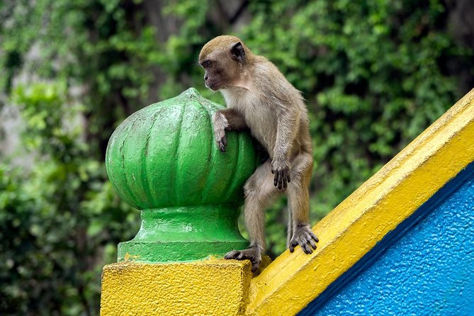 Batu Caves and Watching Fireflies in Kuala Selangor - A city-to-countryside evening