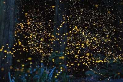 Batu Caves & Firefly Cruise from Kuala Lumpur with Seafood Dinner