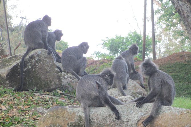 Batu Caves,Hot Spring, Monkey & Fireflies Tour with Dinner - Kuala Selangor dinner before the fireflies