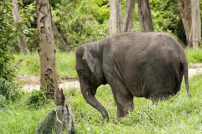 Batu Caves & Kuala Gandah Elephant Sanctuary Full-Day Tour - The day’s key points