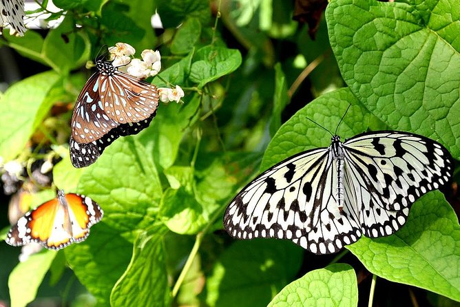 Bird Park & Butterfly Farm Nature Include All Entrance Tour From Kuala Lumpur - Key points to know