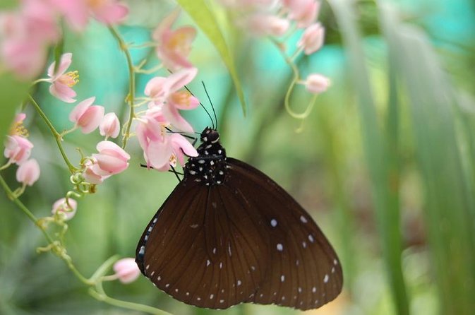 Bird Park & Butterfly Farm Nature Tour From Kuala Lumpur - The essentials at a glance