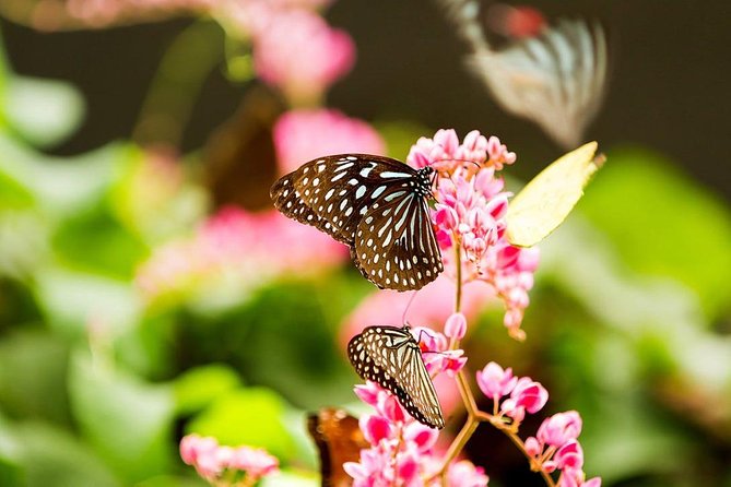 Bird Park & Butterfly Farm Nature Tour From Kuala Lumpur - What the $34 fare buys, and what it doesn’t