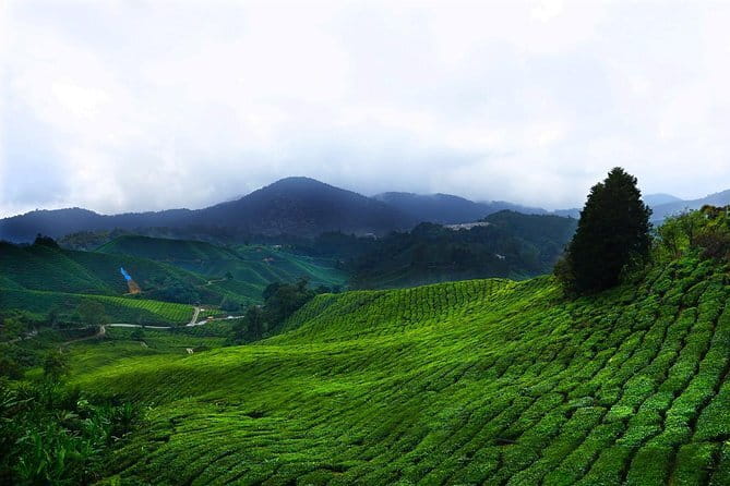 Cameron Highland Day-Trip from Kuala Lumpur - Leaving Kuala Lumpur for the Cameron Highlands