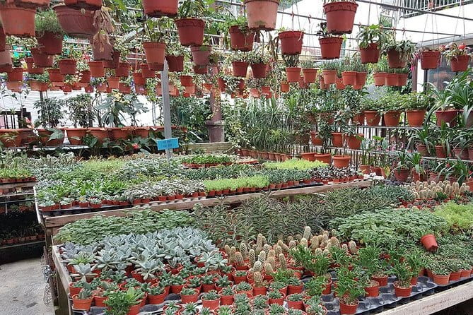 Cameron Highland Day-Trip from Kuala Lumpur - Is this Cameron Highlands day trip right for you?