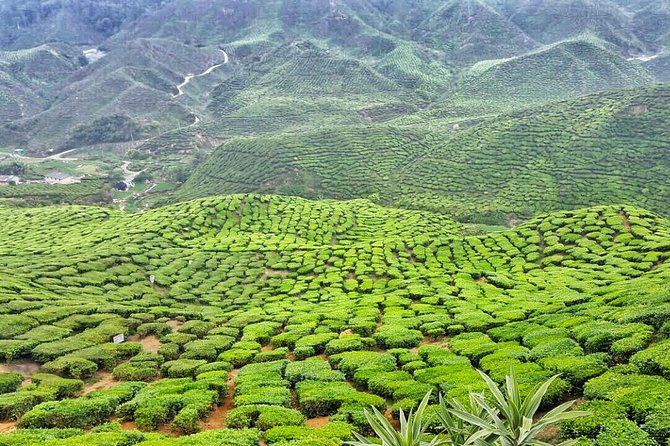 Cameron Highland Full Day Tour from KL City (Private) - The Cameron Highlands payoff comes after a long drive