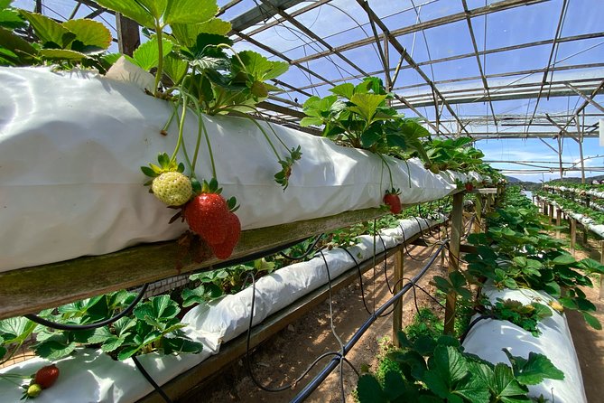 Cameron Highland Full Day Tour from KL City (Private) - Markets, strawberries and small farms