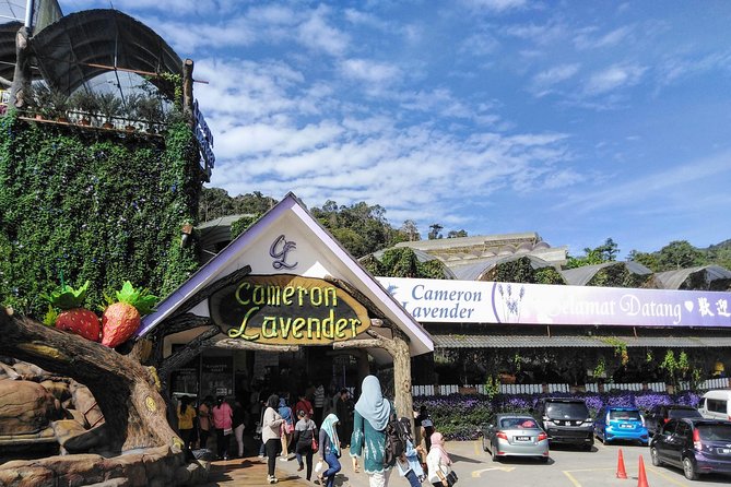 Cameron Highlands Day Trip From Kuala Lumpur - Tea and cake at Cameron Valley