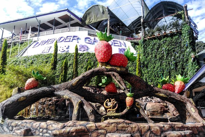 Cameron Highlands Day Trip From Kuala Lumpur - Strawberries and vegetables at Big Red