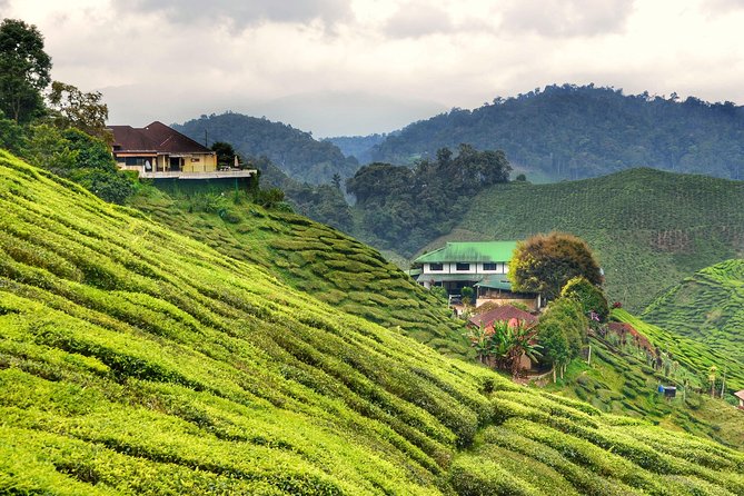 Cameron Highlands Full-Day Nature Tour - What private transport gives you