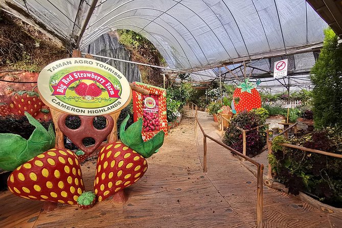 Cameron Highlands Full-Day Nature Tour - Brinchang Night Market: check the day and the clock