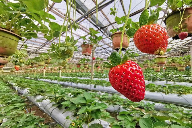 Cameron Highlands Full-Day Nature Tour - Is $92 good value?