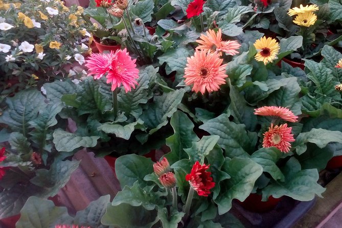 Cameron Highlands, Garden of Nature Full Day Private Guided Tour - Private transport and guide expectations