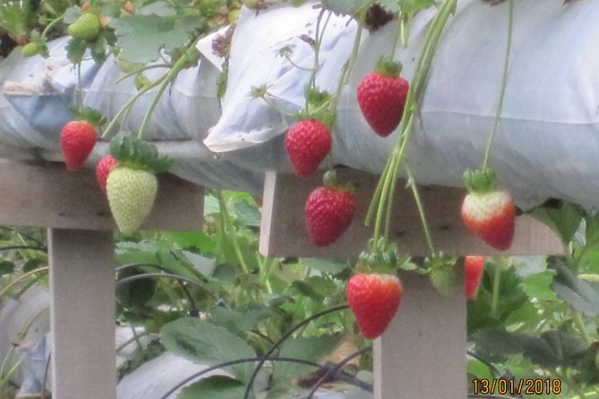 Cameron Highlands, Garden of Nature Full Day Private Guided Tour - FAQ