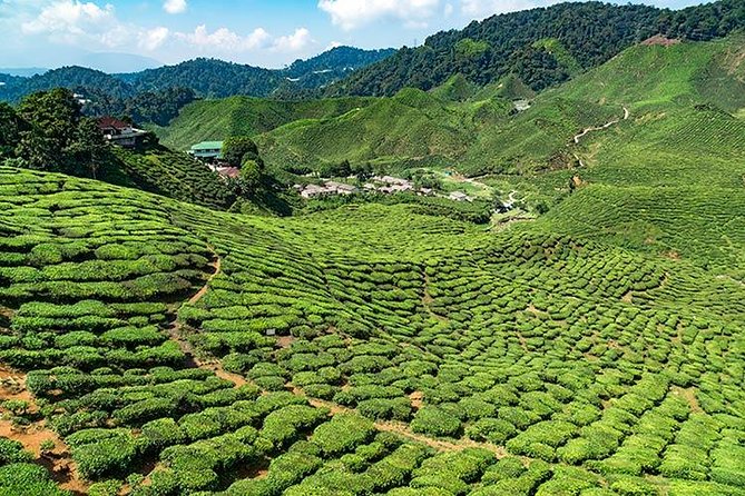 Cameron Highlands One Day Trip from Kuala Lumpur Privately Organised - A long escape from Kuala Lumpur
