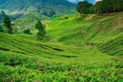 Cameron Highlands One Day Trip from Kuala Lumpur Privately Organised