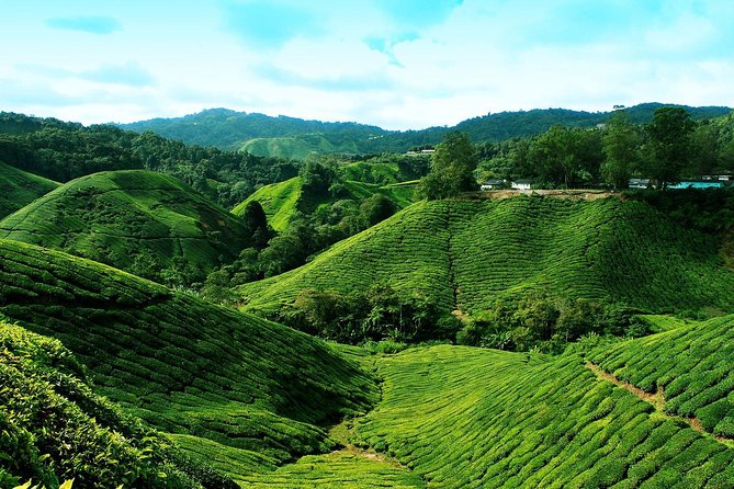 Cameron Highlands Tour from Kuala Lumpur - Butterflies, bees, and farm stops