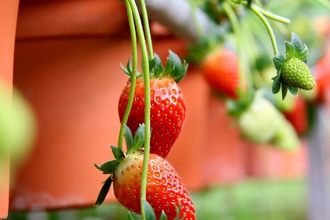 Cameron Highlands Tour from Kuala Lumpur - Kea Farm Market and lunch