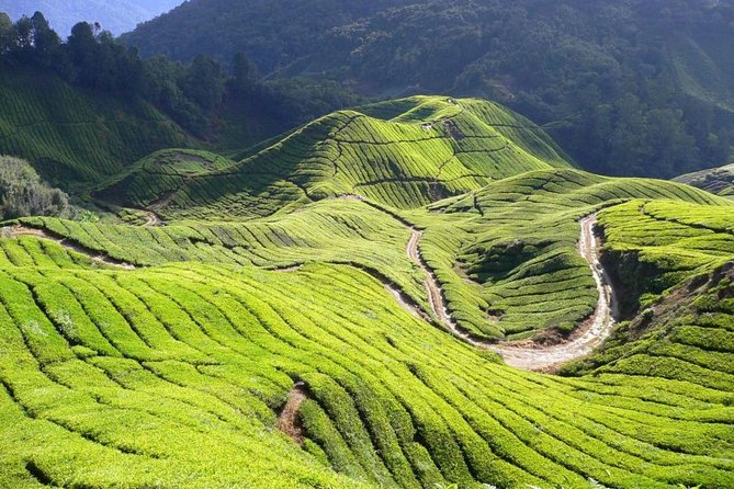 Cameron Highlands Tour from Kuala Lumpur - Prepare for a long road day
