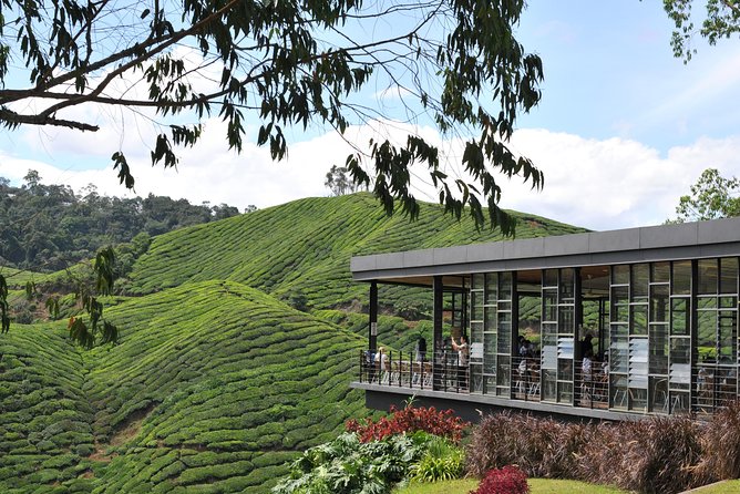 Cameron Highlands Tour From Kuala Lumpur (Private Tour) - Tea country at BOH and Cameron Valley