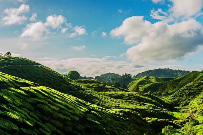 Cameron Highlands Tour on Private Basis - A highland day that trades city streets for farm roads