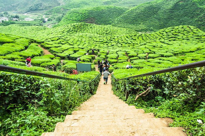 Cameron Highlands Tour on Private Basis - Strawberries, vegetables, honey and cactus displays