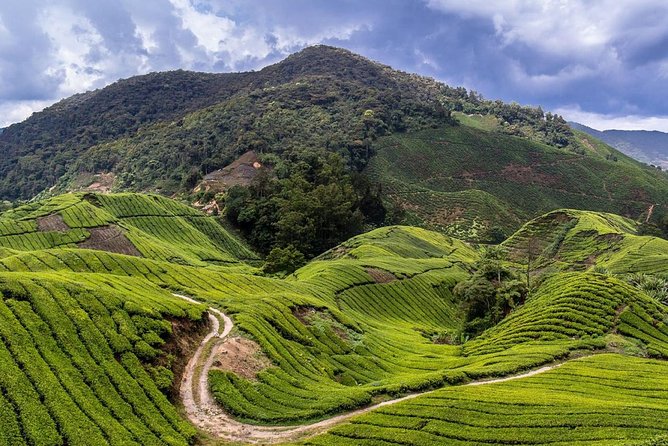 Cameron Highlands Tour on Private Basis - Pickup, timing and practical details