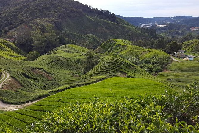 Cameron Highlands with Lunch Guided Day Tour (SIC/Shared Tour) - The best parts of the day, at a glance