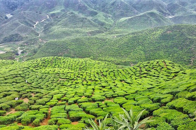 Cameron Highlands with Lunch Guided Day Tour (SIC/Shared Tour) - Lunch, included but worth planning around