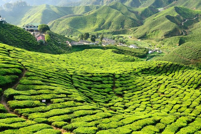 Day Trip to Cameron Highlands: Nature Escape from Kuala Lumpur - What to know before you go
