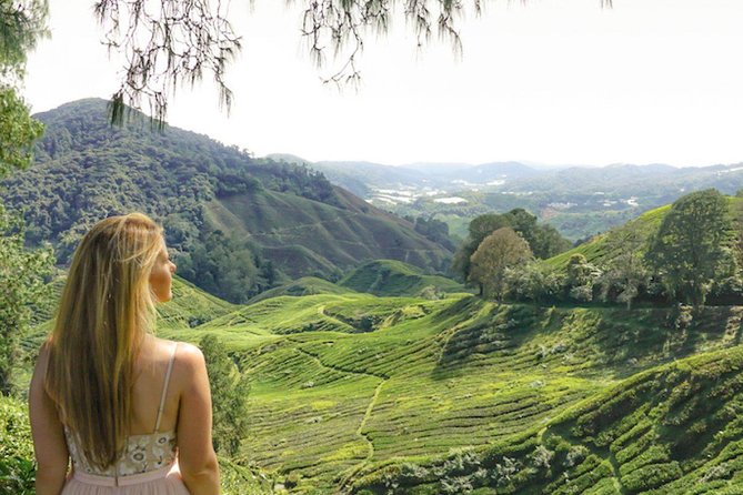 Day Trip to Cameron Highlands: Nature Escape from Kuala Lumpur - Bee farms, strawberries and other possible stops