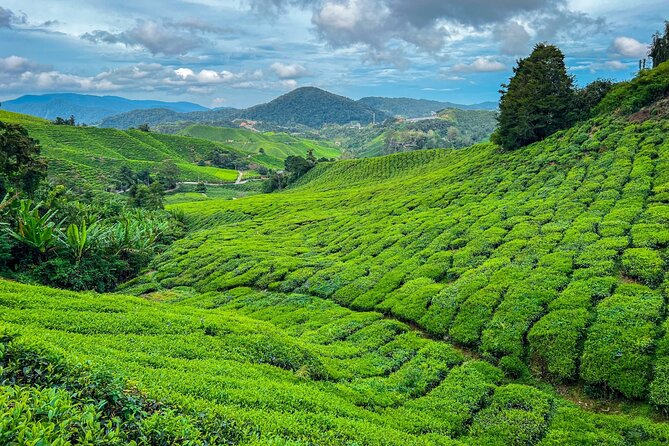 Elevate Your Senses: A Day of Wonders in Cameron Highlands! - A full day in the cooler Cameron Highlands
