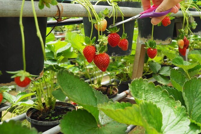 Elevate Your Senses: A Day of Wonders in Cameron Highlands! - What the $93.49 price covers