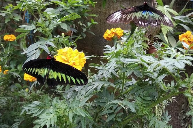 Elevate Your Senses: A Day of Wonders in Cameron Highlands! - Butterflies first, then a tea estate
