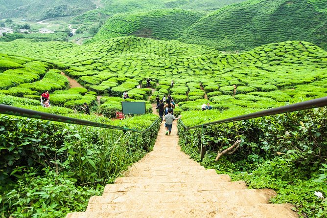 Explore Cameron Highlands: Full-Day Tour with Scenic Batu Caves - The road north is part of the experience