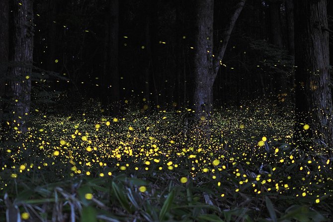 Fireflies Cruise with Batu Cave Visit and Seafood Dinner - The firefly cruise after dusk