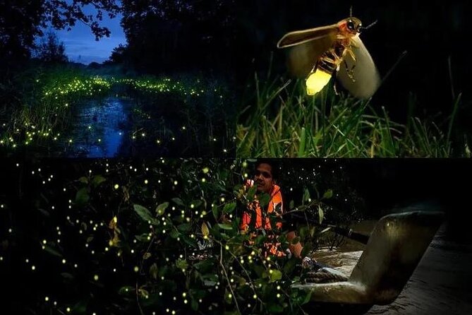 Fireflies & Silver leaf monkey Gazing tour - At a glance