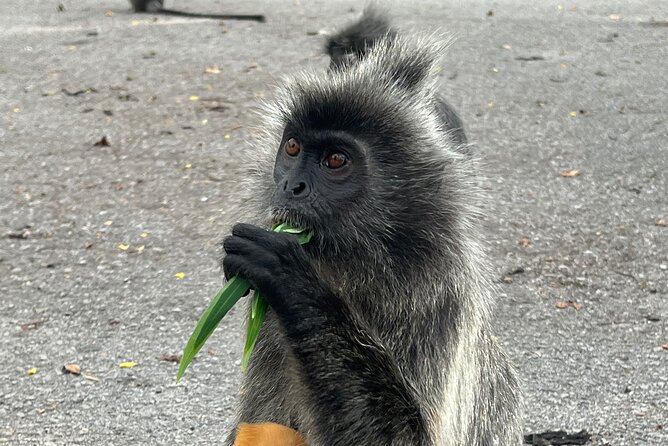 Fireflies & Silver leaf monkey Gazing tour - Sri Shakti Temple: a short stop with a lot to notice