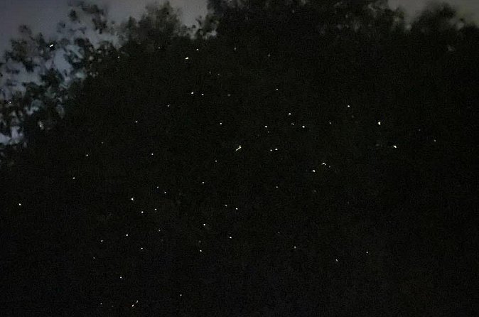 Fireflies & Silver leaf monkey Gazing tour - The guide and group shape the experience
