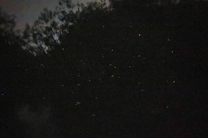 Fireflies & Silver leaf monkey Gazing tour - Is $57.27 good value?