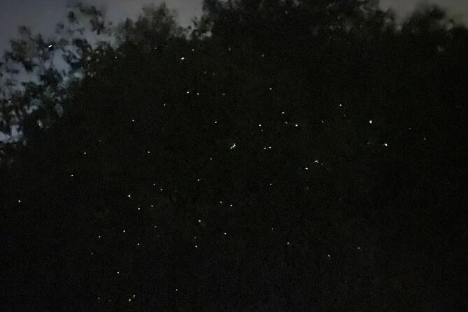 Fireflies & Silver leaf monkey Gazing tour - Who should book this tour?