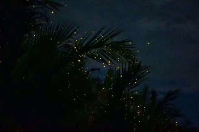 Fireflies & Silver leaf monkey Gazing tour - Bukit Melawati: monkeys, photos and sensible boundaries