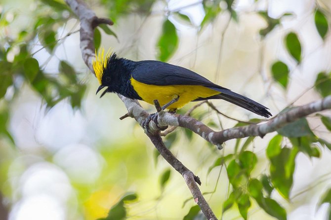 Fraser's Hill Bird-Watching & Nature Sightseeing Tour from Kuala Lumpur - Fraser’s Hill is best before the heat