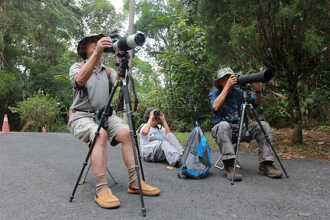 Fraser's Hill Bird-Watching & Nature Sightseeing Tour from Kuala Lumpur - What the birding walk can offer