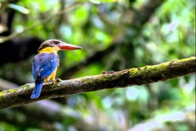 Fraser’s Hill Bird-Watching & Nature Sightseeing Tour from Kuala Lumpur