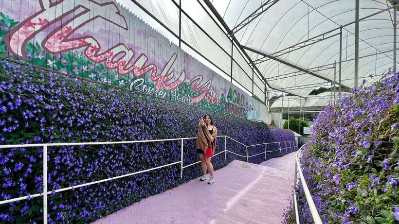 From Kuala Lumpur: Cameron Highlands Day Tour with Lunch - Tea hills are the reason to make the trip