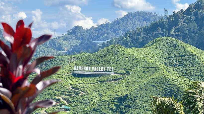 From Kuala Lumpur: Cameron Highlands Day Tour with Lunch - AGRO Market and Floral Park: gardens, animals and shopping