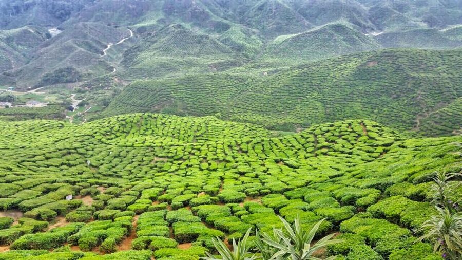 From Kuala Lumpur: Cameron Highlands Day Tour with Lunch - FAQ