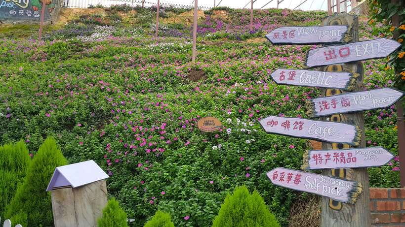From Kuala Lumpur: Cameron Highlands Full-Day Tour - A Cool-Weather Break From Kuala Lumpur